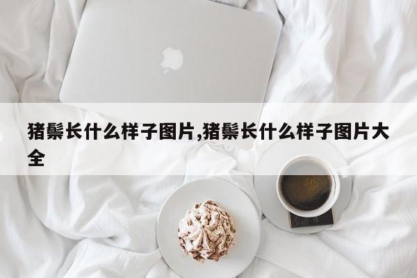 猪鬃长什么样子图片,猪鬃长什么样子图片大全