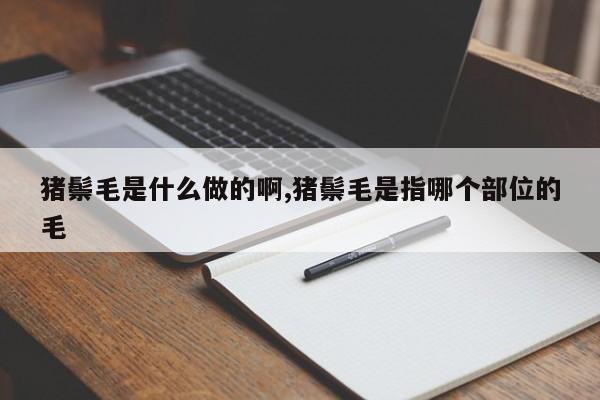 猪鬃毛是什么做的啊,猪鬃毛是指哪个部位的毛