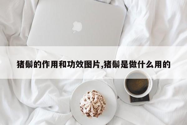 猪鬃的作用和功效图片,猪鬃是做什么用的