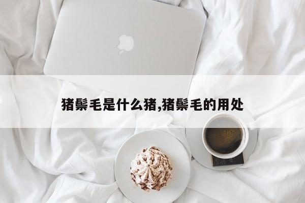 猪鬃毛是什么猪,猪鬃毛的用处